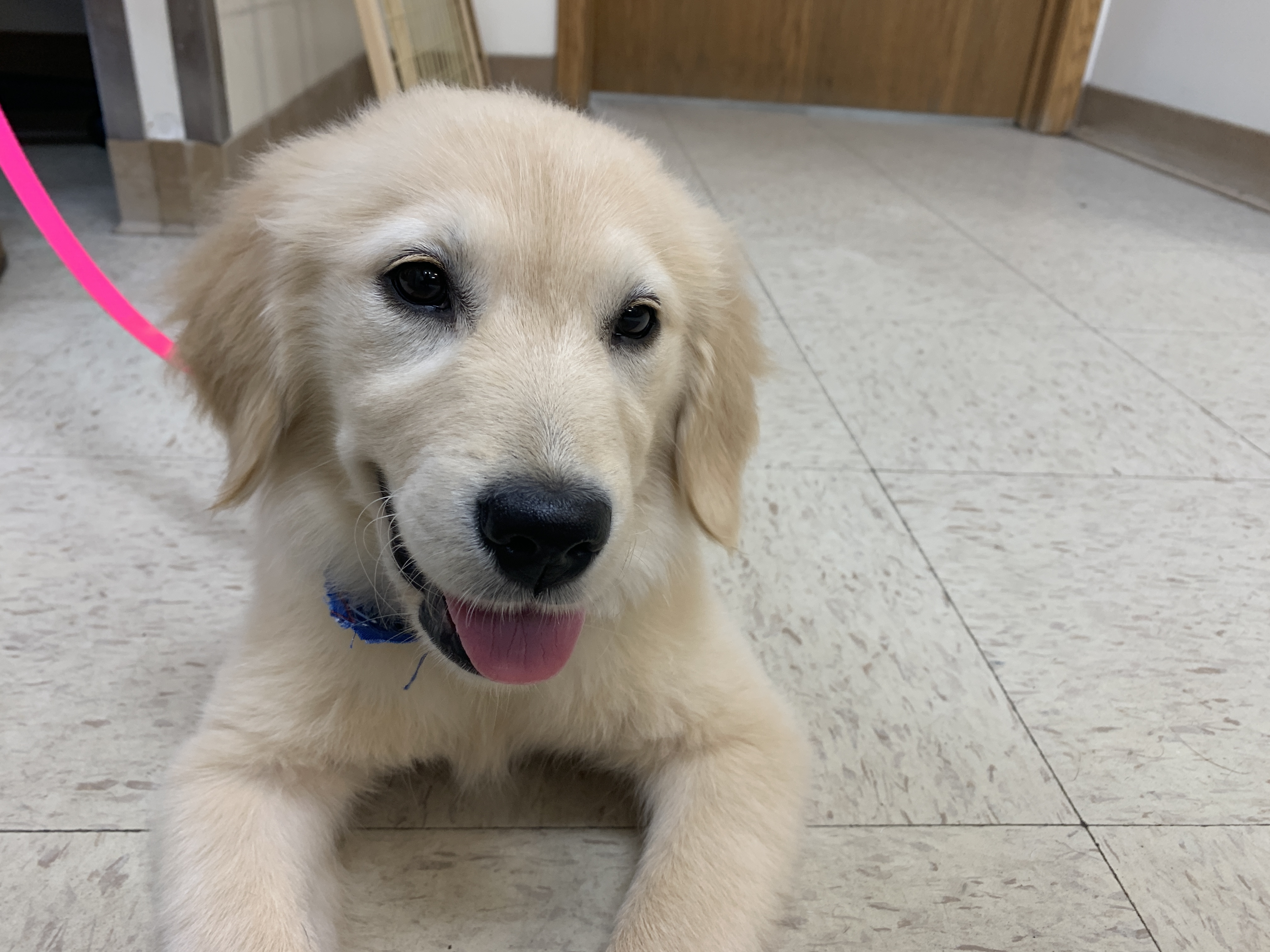 My Golden Retriever Puppies of Ohio