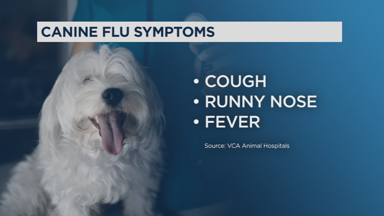 are dogs infected with canine flu