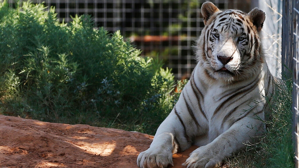 Feds seize nearly 70 big cats from 'Tiger King' zoo – 95.5 WSB