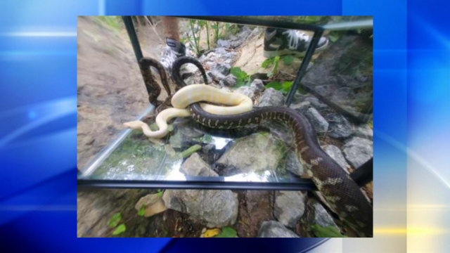 Snakes R Us: Arlington police don't play around with ball python found near  toy store