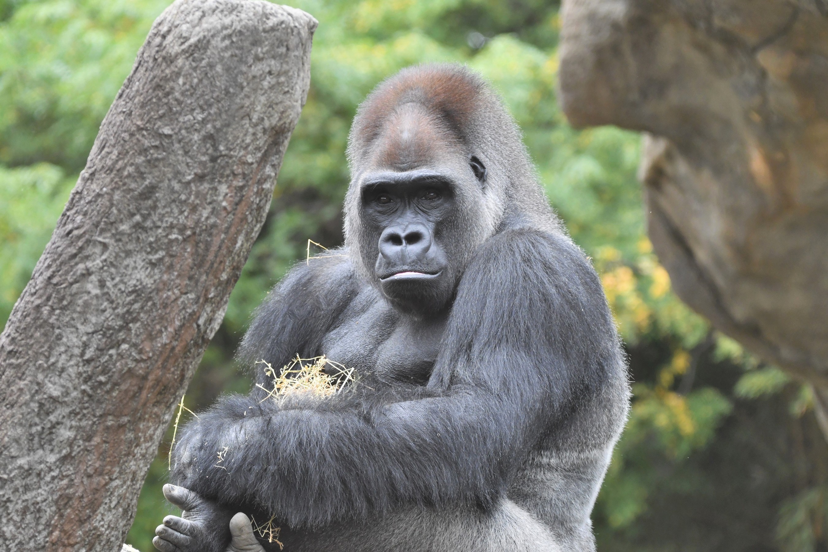 Pillow of Lowland gorilla adult male silverback in zoo, USA