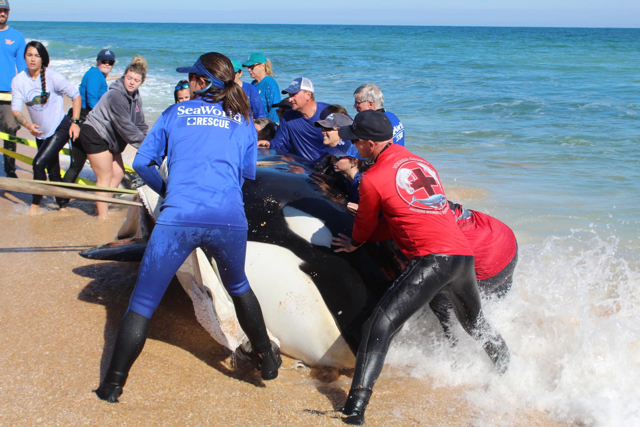 Newborn sperm whale calf strands on beach near Marineland