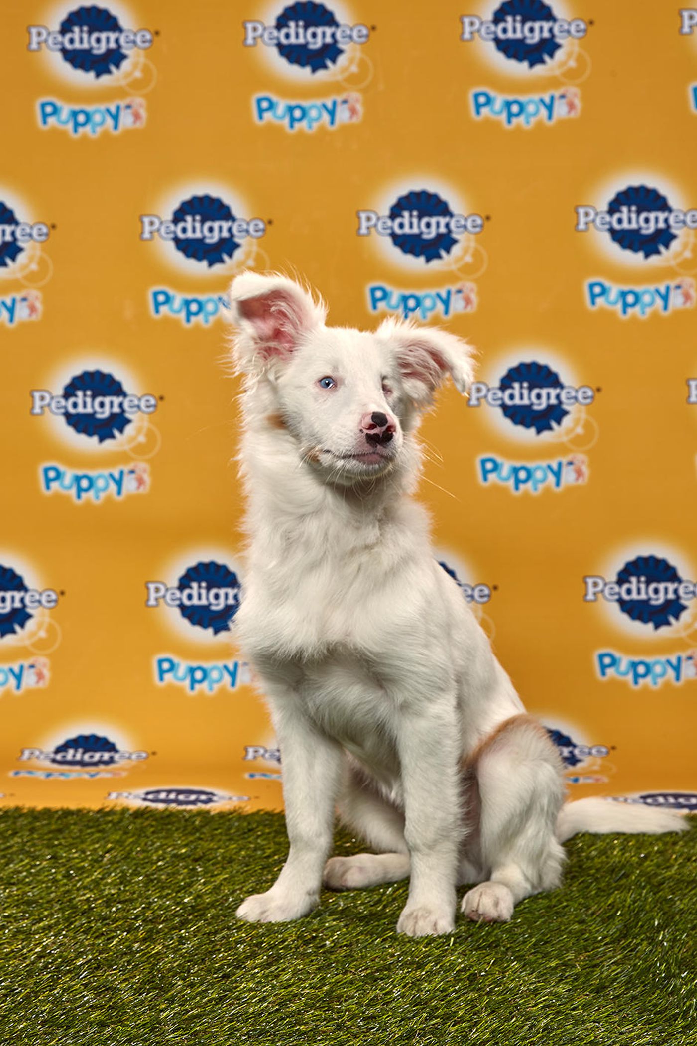 puppy bowl