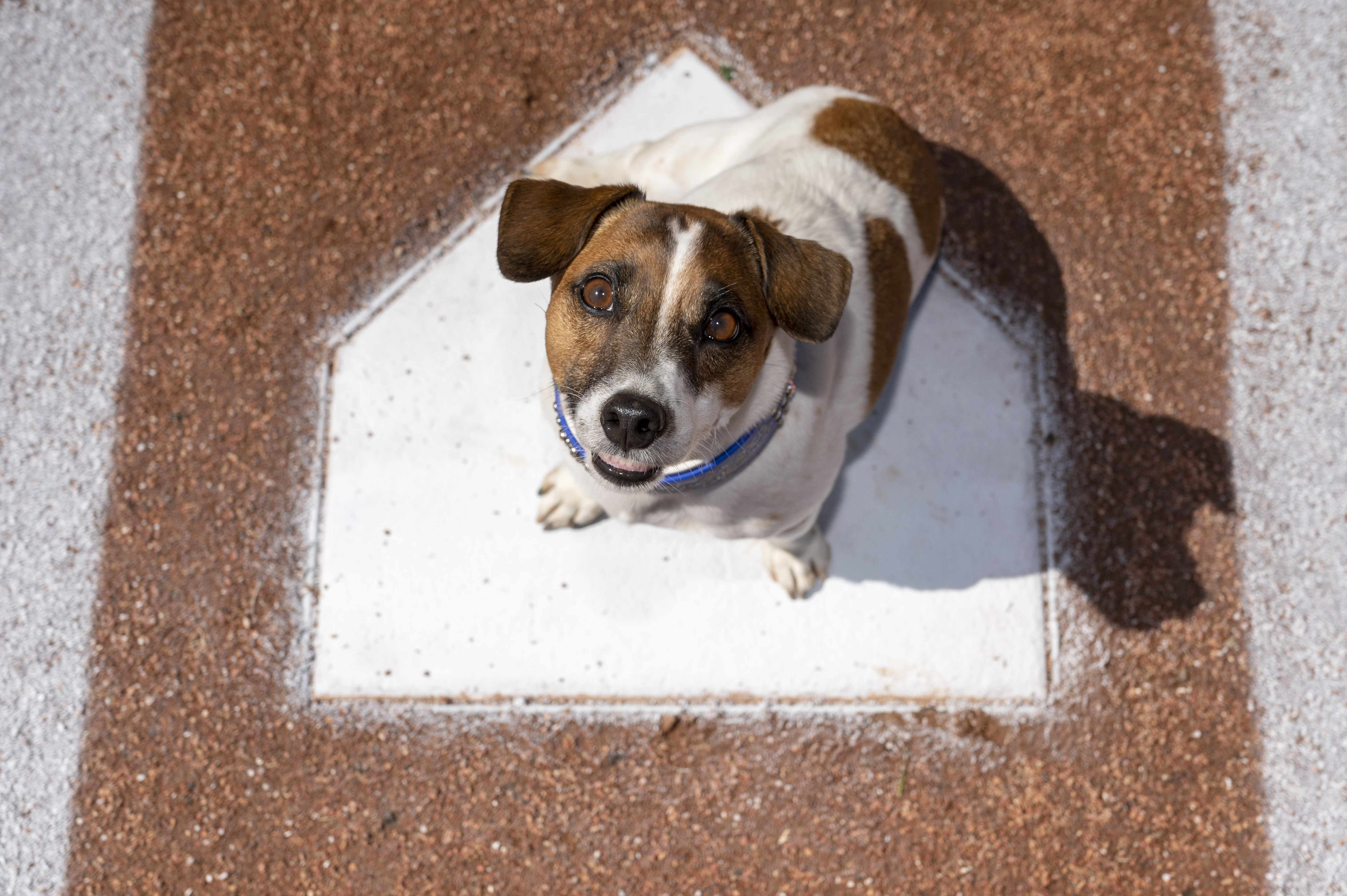 Fast little legs: Russell Terrier Macho declared fastest doggie baserunner  at Dodger Stadium – KIRO 7 News Seattle