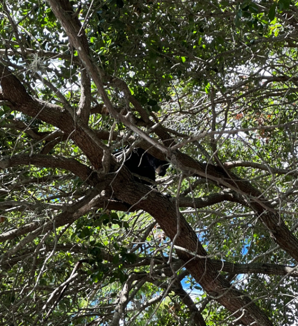 Black bear spotted in tree at Lake Eola Park in downtown Orlando – Orlando  Sentinel