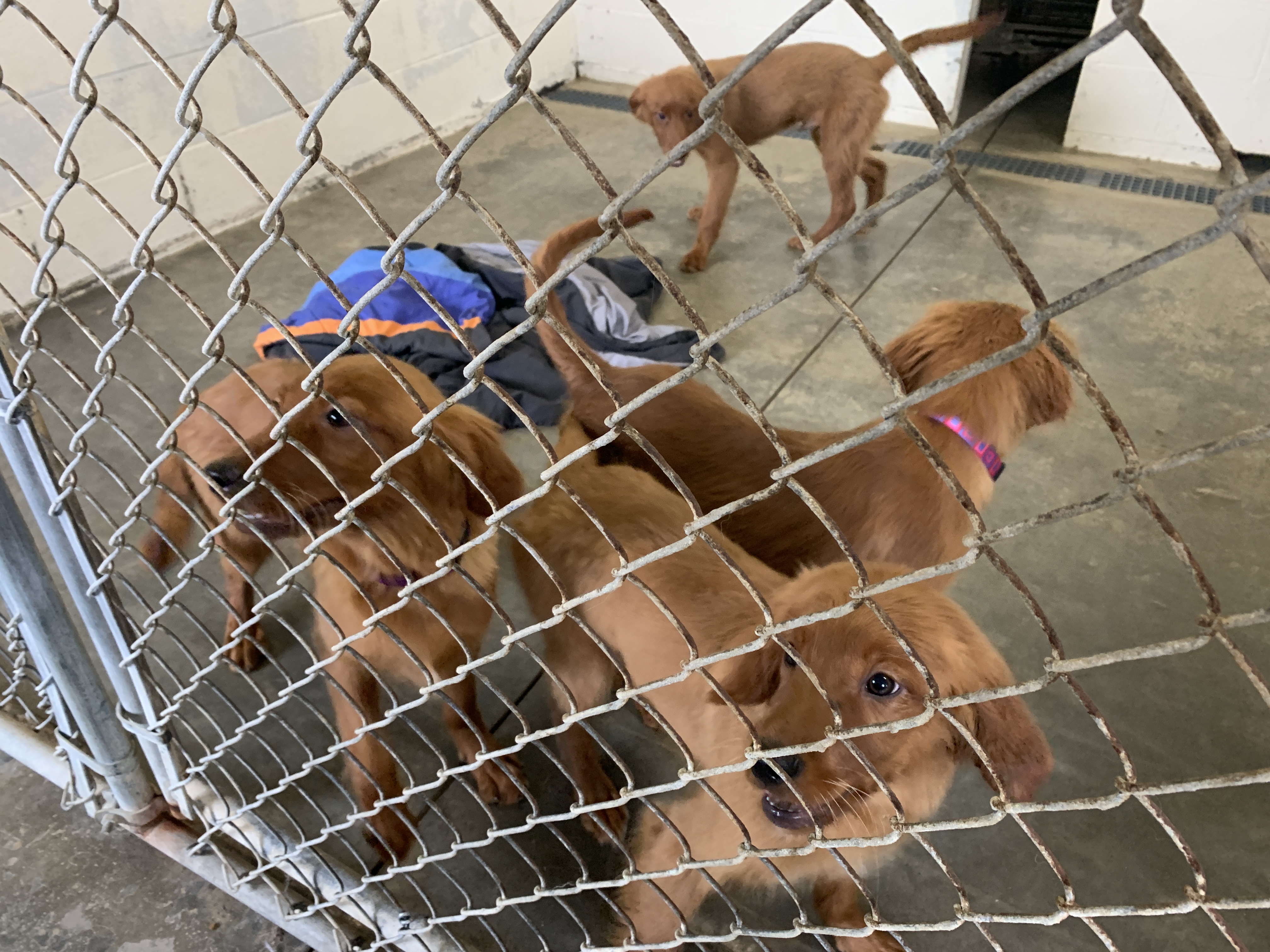 Scared to Death': 15 Golden Retriever Puppies Found Dumped in Ohio Field