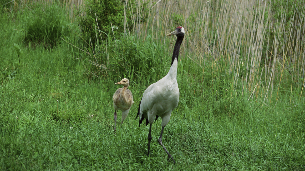 Red-crowned crane  Smithsonian's National Zoo and Conservation