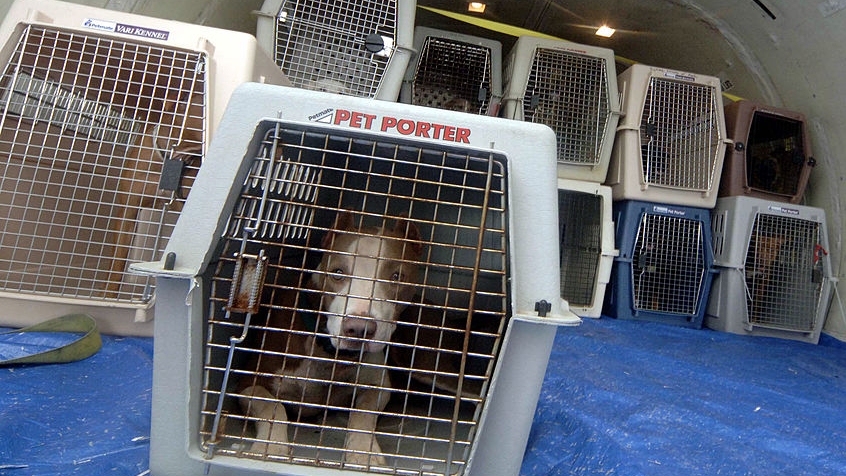 Florida animal group rescues 78 dogs from Texas shelters ...