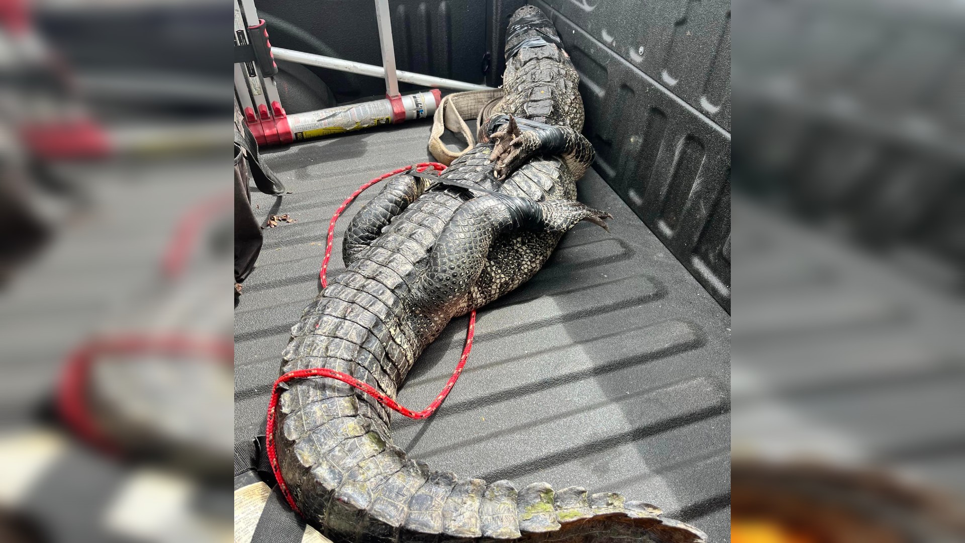 Later gator: Deputies wrangle alligator 'loitering' at Florida Wendy's KIRO 7 News Seattle Later gator: Deputies wrangle alligator 'loitering' at Florida Wendy's KIRO 7 News Seattle
