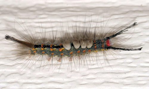 Fuzzy, Rash-inducing Caterpillars Return To Central Florida: What To Do ...