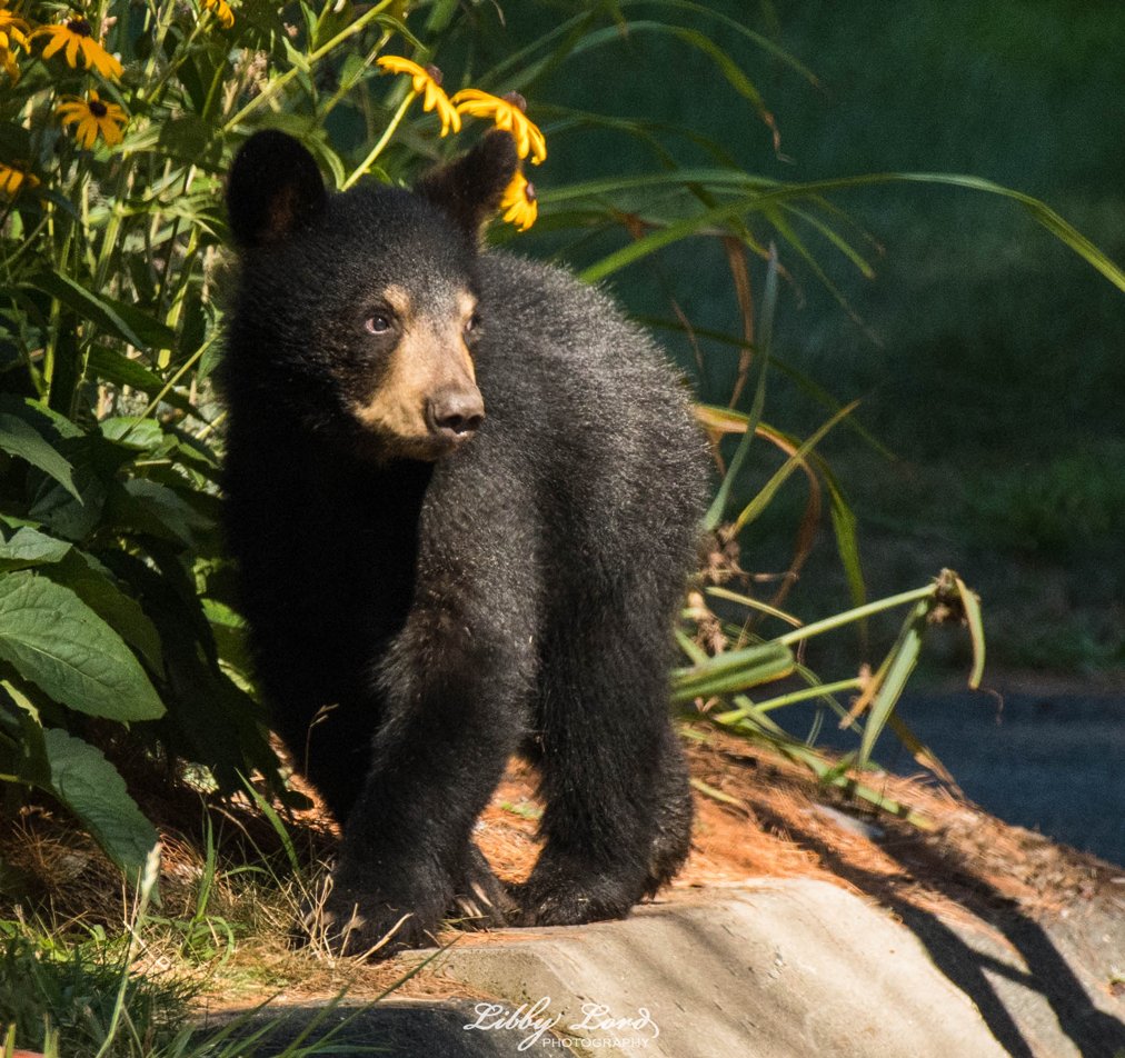 Throw Back Thursday: Doodle Bear – Maeg's View