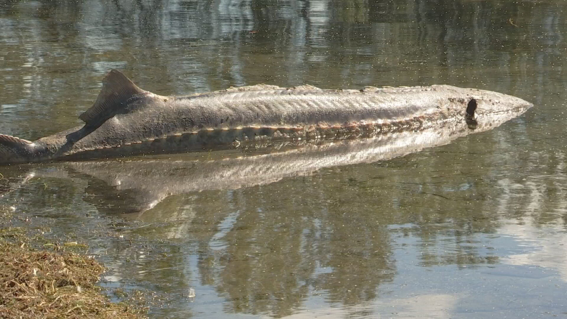 Giant 8-foot prehistoric fish washes up on shore of Washington lake –  WSB-TV Channel 2 - Atlanta