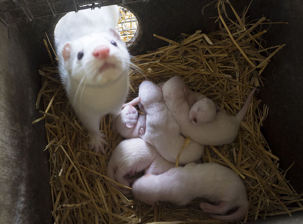 At least 8K mink dies in COVID-19 in Utah