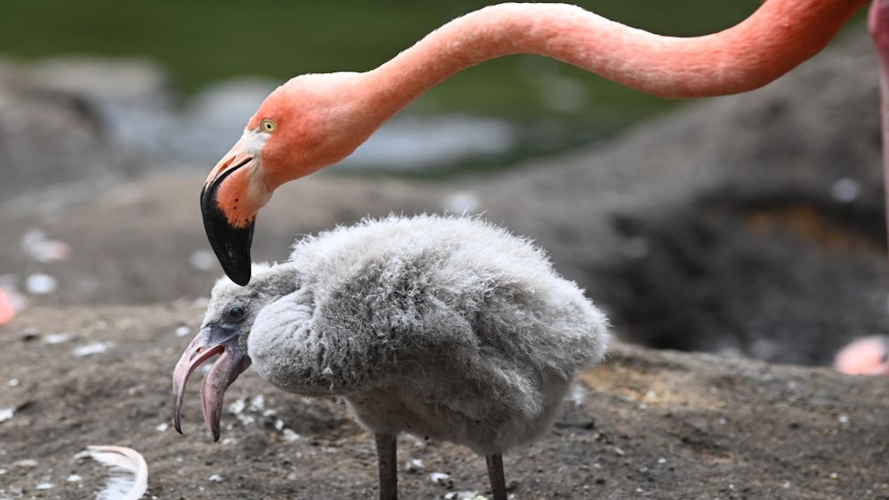 Oklahoma City zoo welcomes new flamingo chicks – Boston 25 News