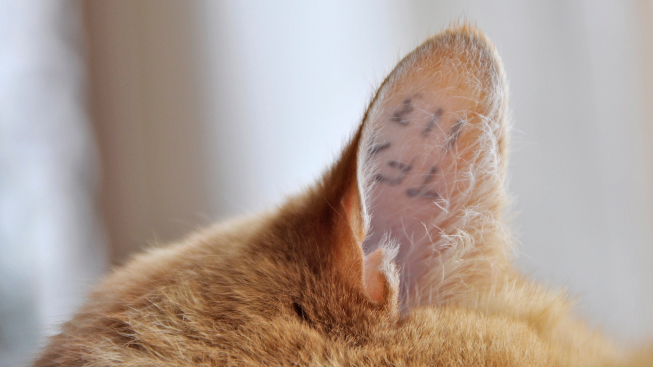 Vet Apologizes For ‘mess Up After Half Of Cats Ear Accidentally