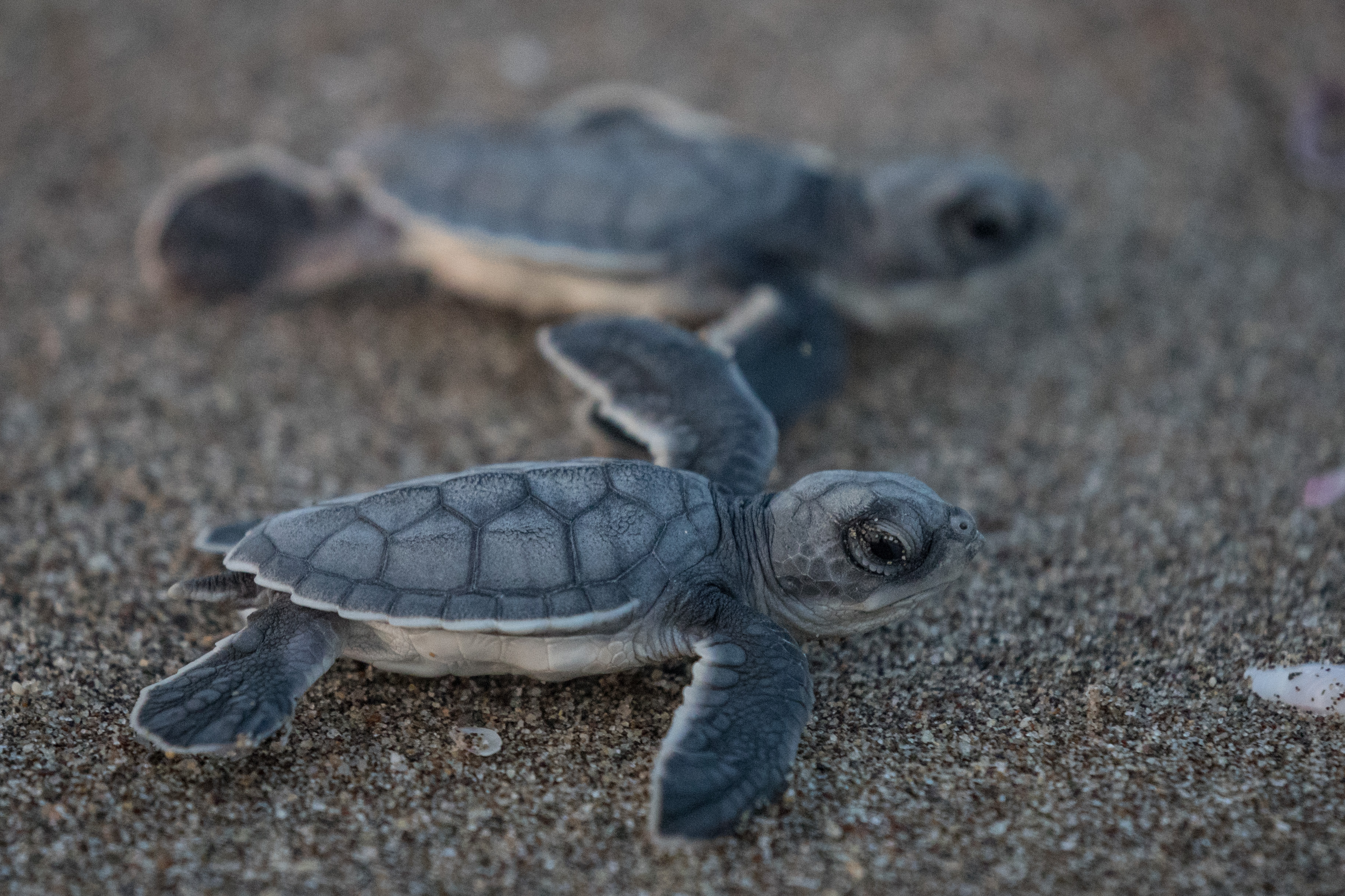 The secret lives of real baby turtles… and fake ones? – oceanbites