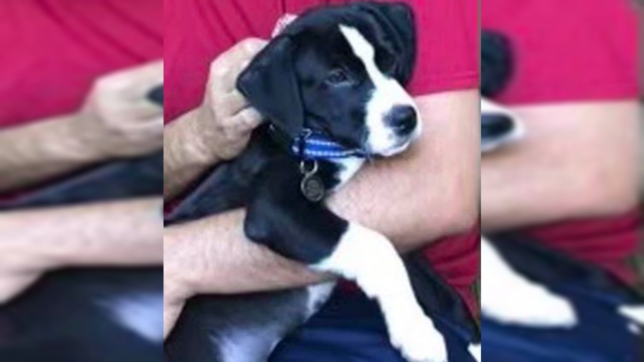 Dog lost during hit-and-run reunited with family – 104.5 WOKV