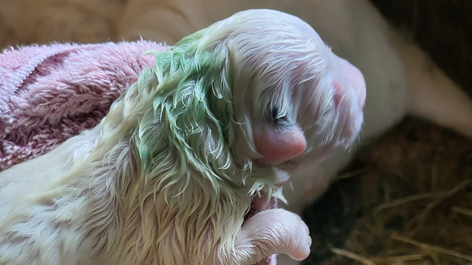 Puppy with green store fur