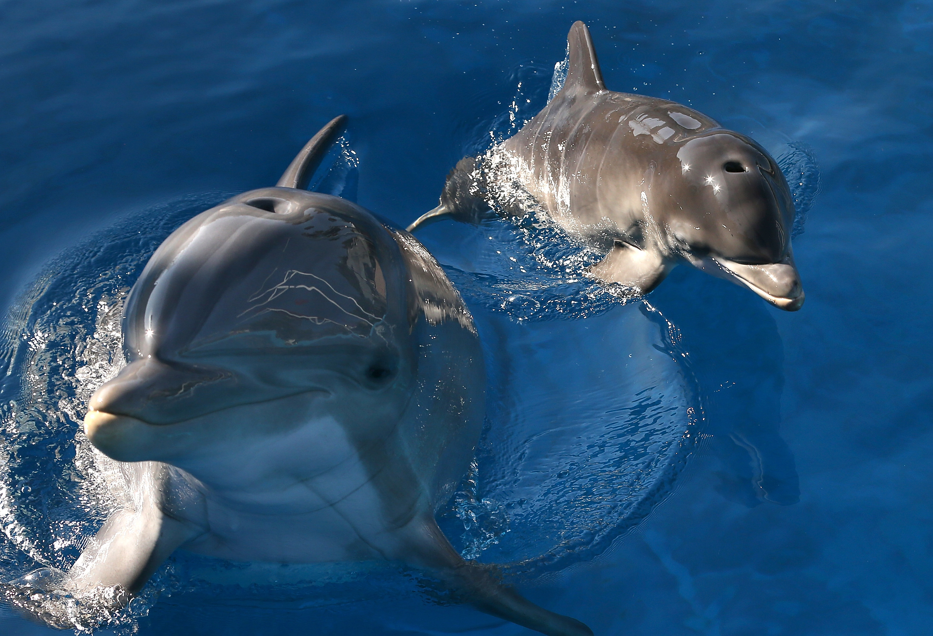 Baby dolphin dies because of tourist selfies – 102.3 KRMG