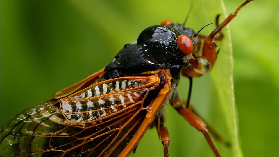 Amorous cicada blamed for inflicting automobile crash in Cincinnati – KIRO 7 Information Seattle