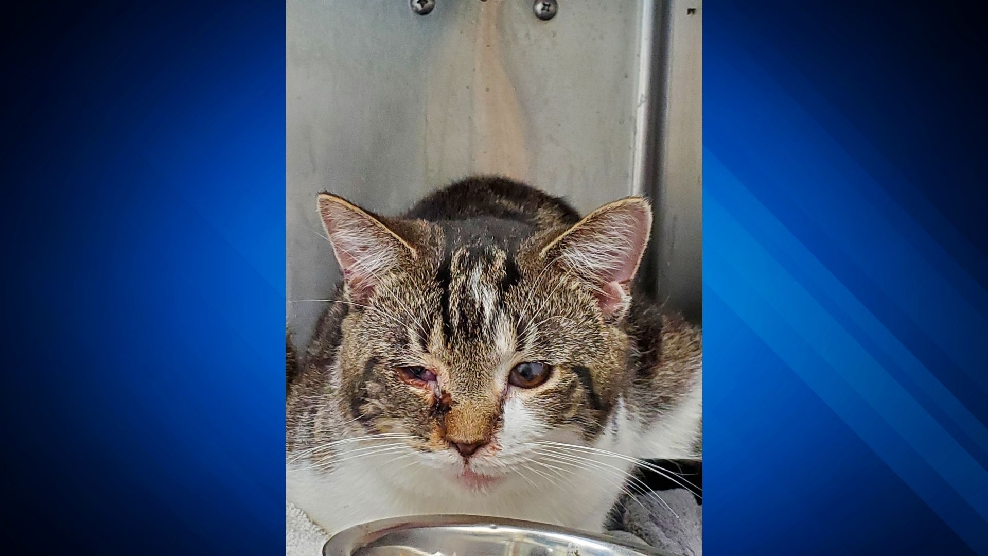 Rabid cat found in Dorchester