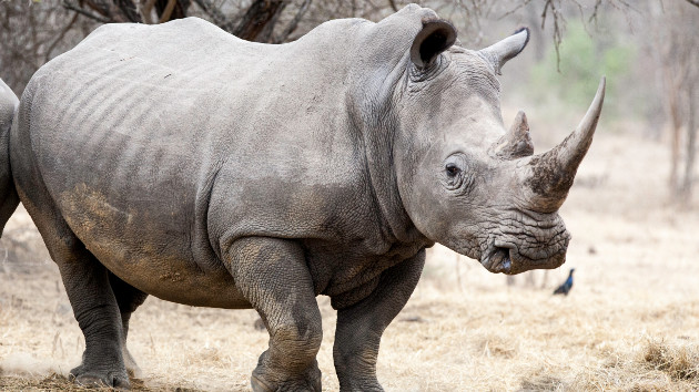 San Diego Zoo welcomes male baby rhino, celebrates breeding initiative –  WHIO TV 7 and WHIO Radio