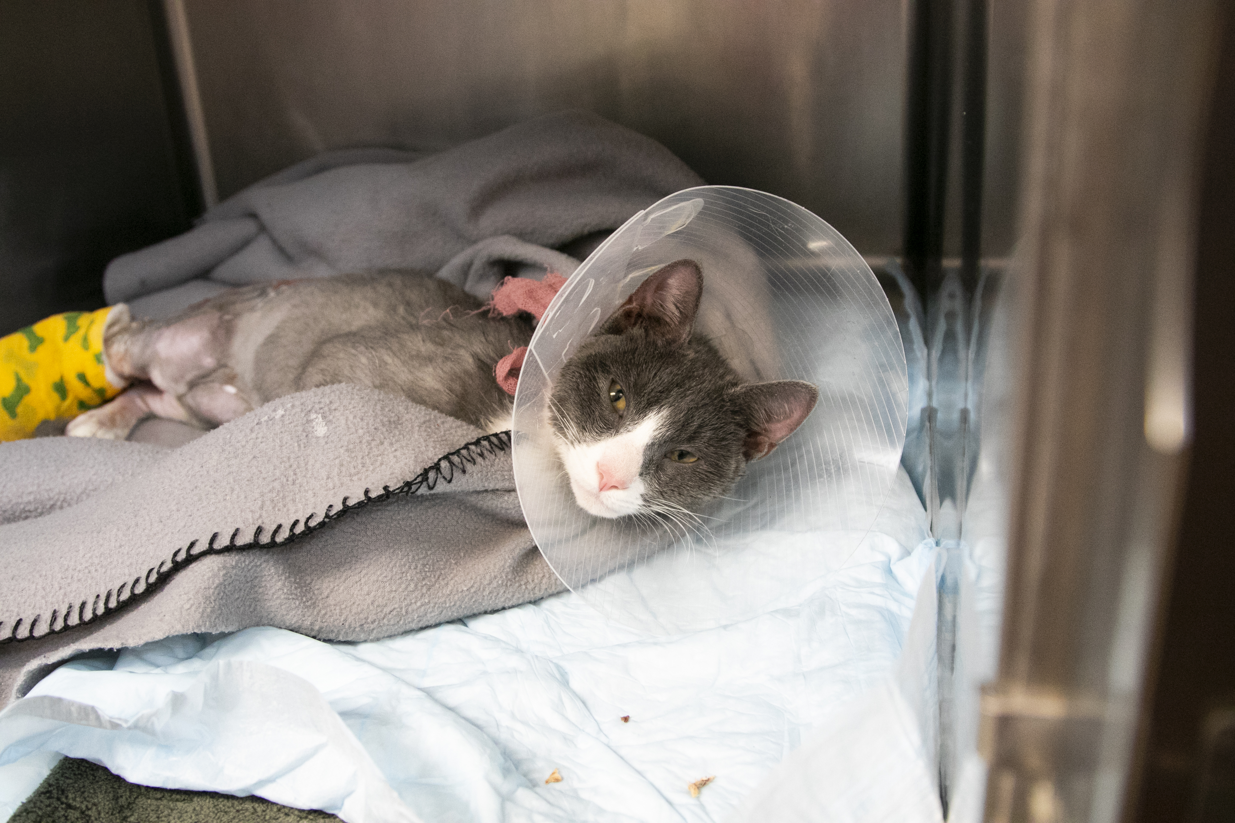 ARL Takes in More Than 75 Cats from Overcrowding Situations - Animal Rescue  League of Boston