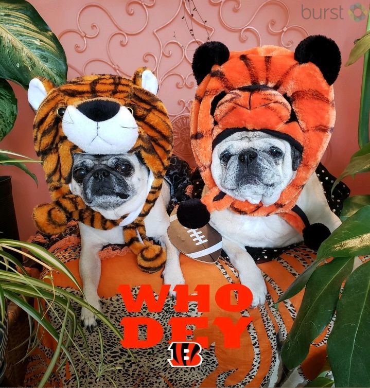 Cincinnati Bengals - Pet Costume Center