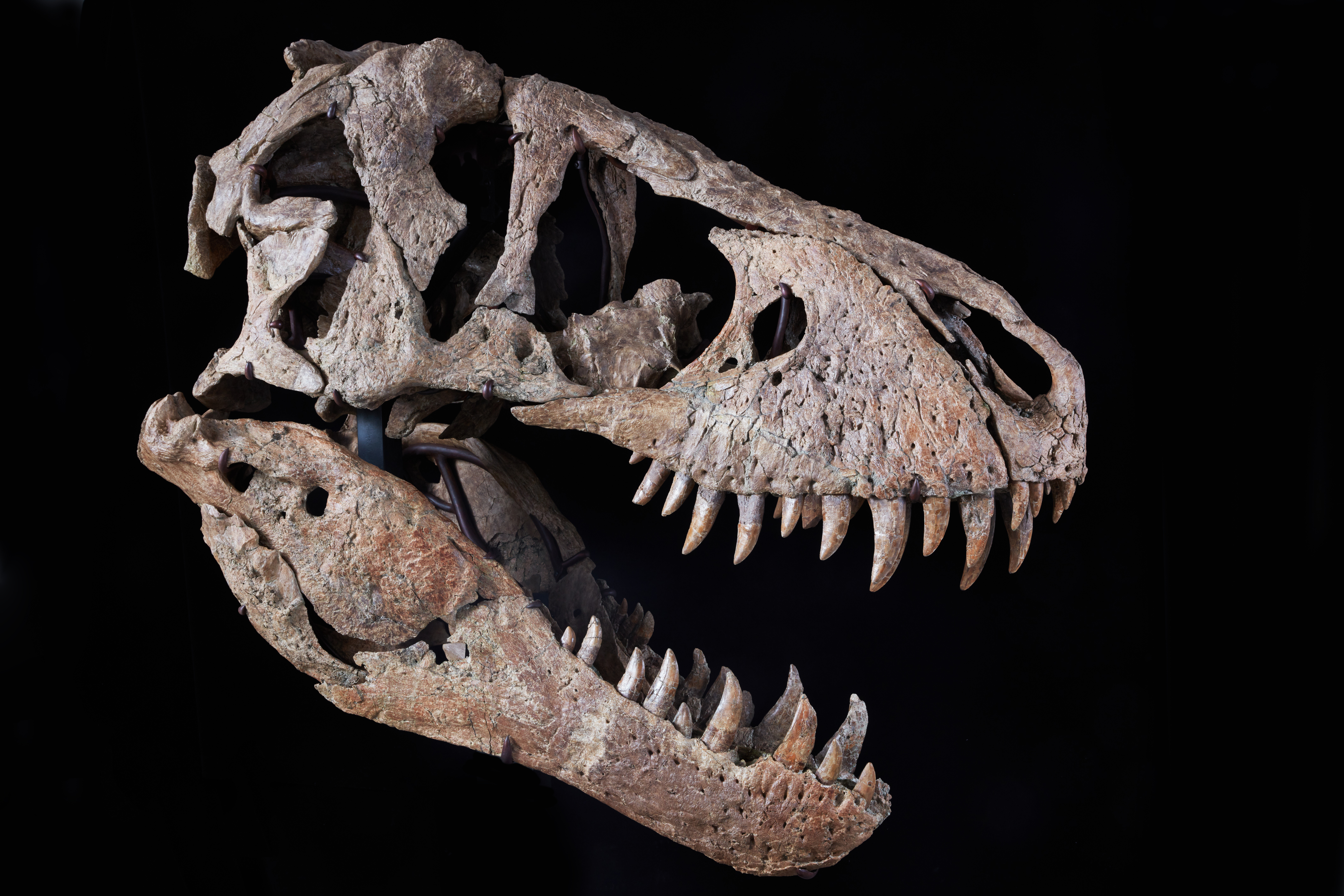T. rex skull found in South Dakota expected to sell for $15