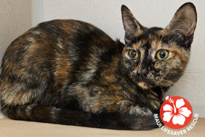 Adoptable Cats & Kittens in Everett, WA