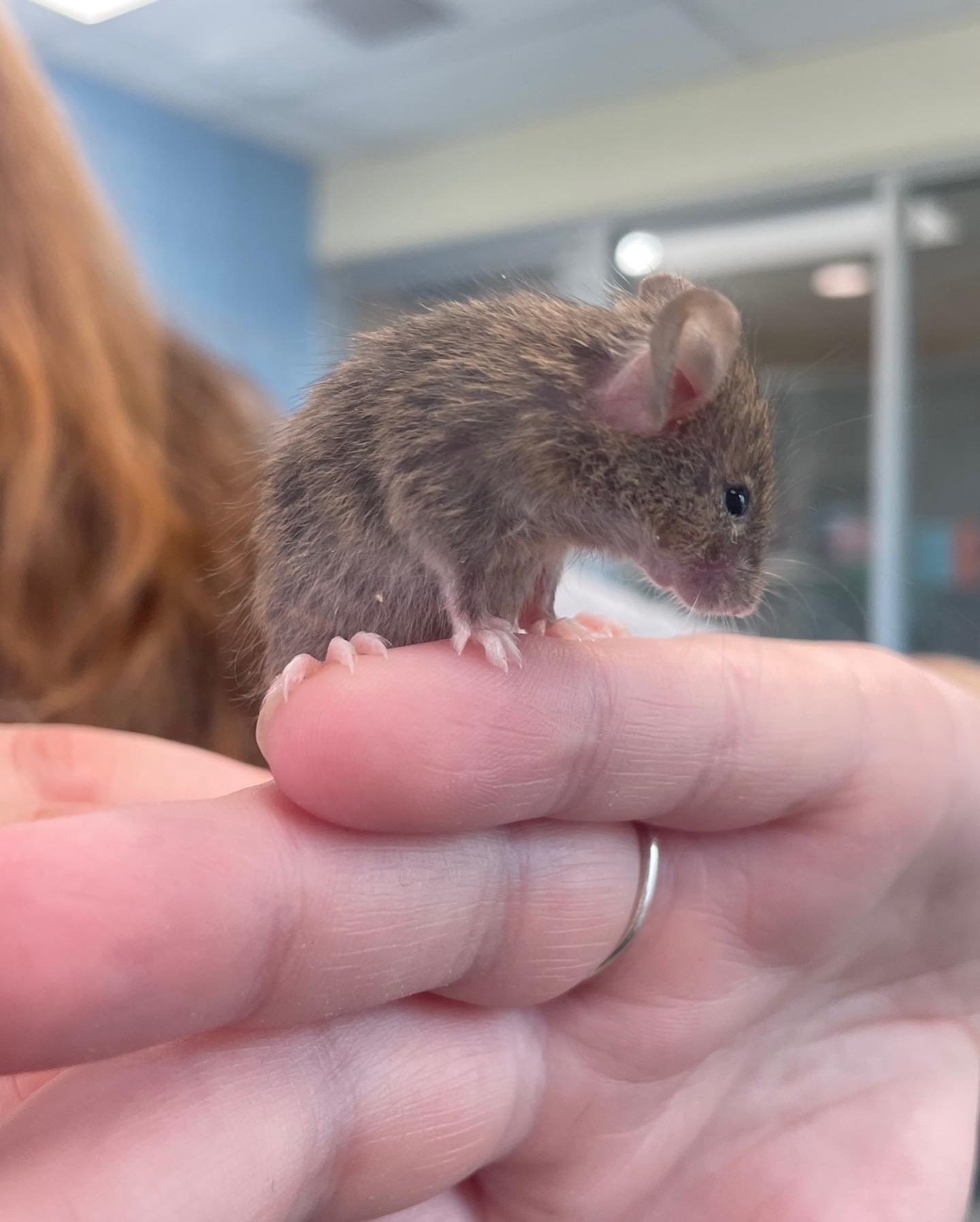 smallest mouse in the world