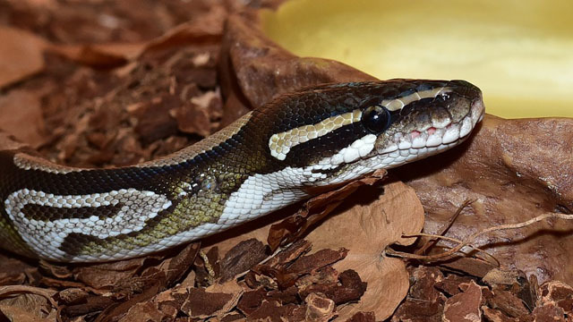 100 dead ball pythons found in South Florida home – WDBO