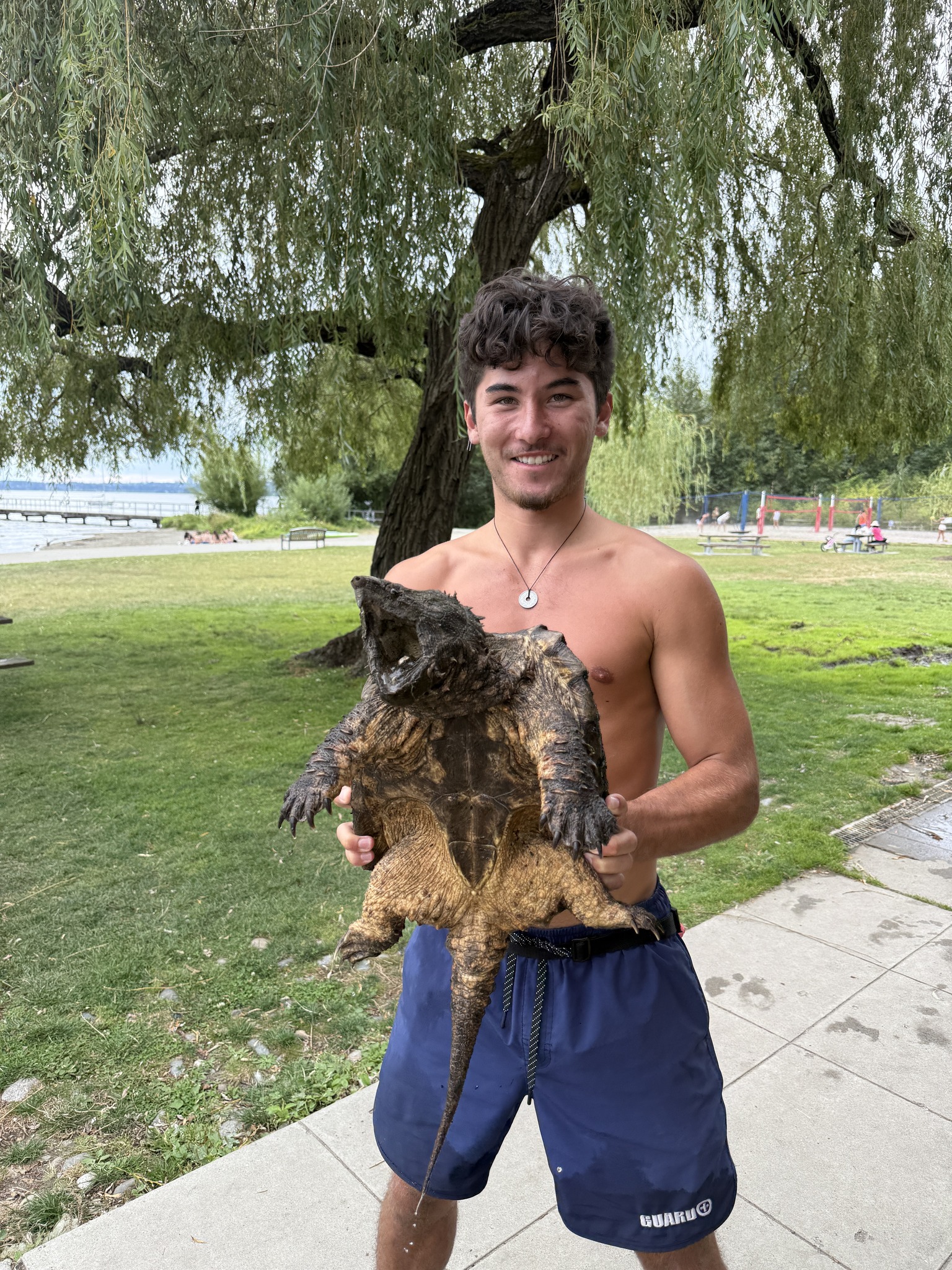 Kirkland lifeguard removes alligator snapping turtle from Juanita
