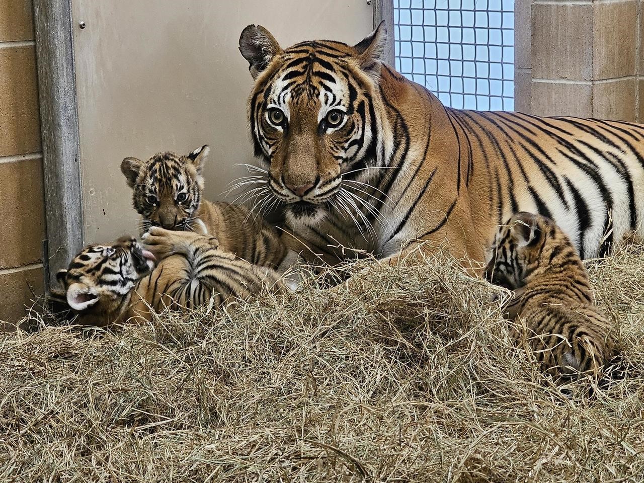 All three tiger cubs at the Jacksonville Zoo have names – Action