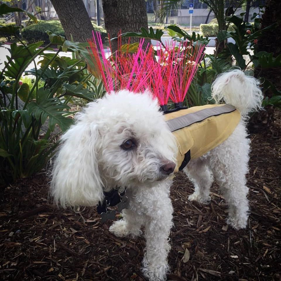 anti coyote dog vest