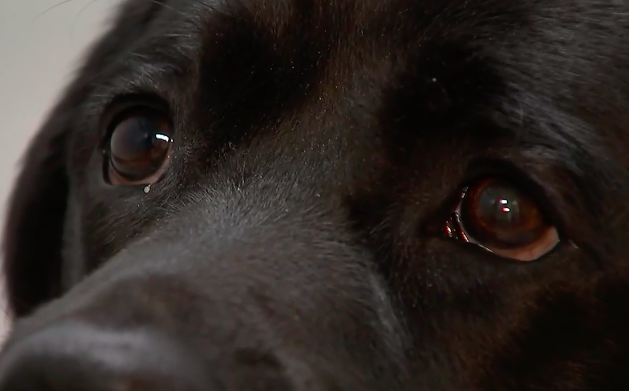 Meet Max, the hidden electronic sniffing K9 helping fight child porn in Georgia – 95.5 WSB