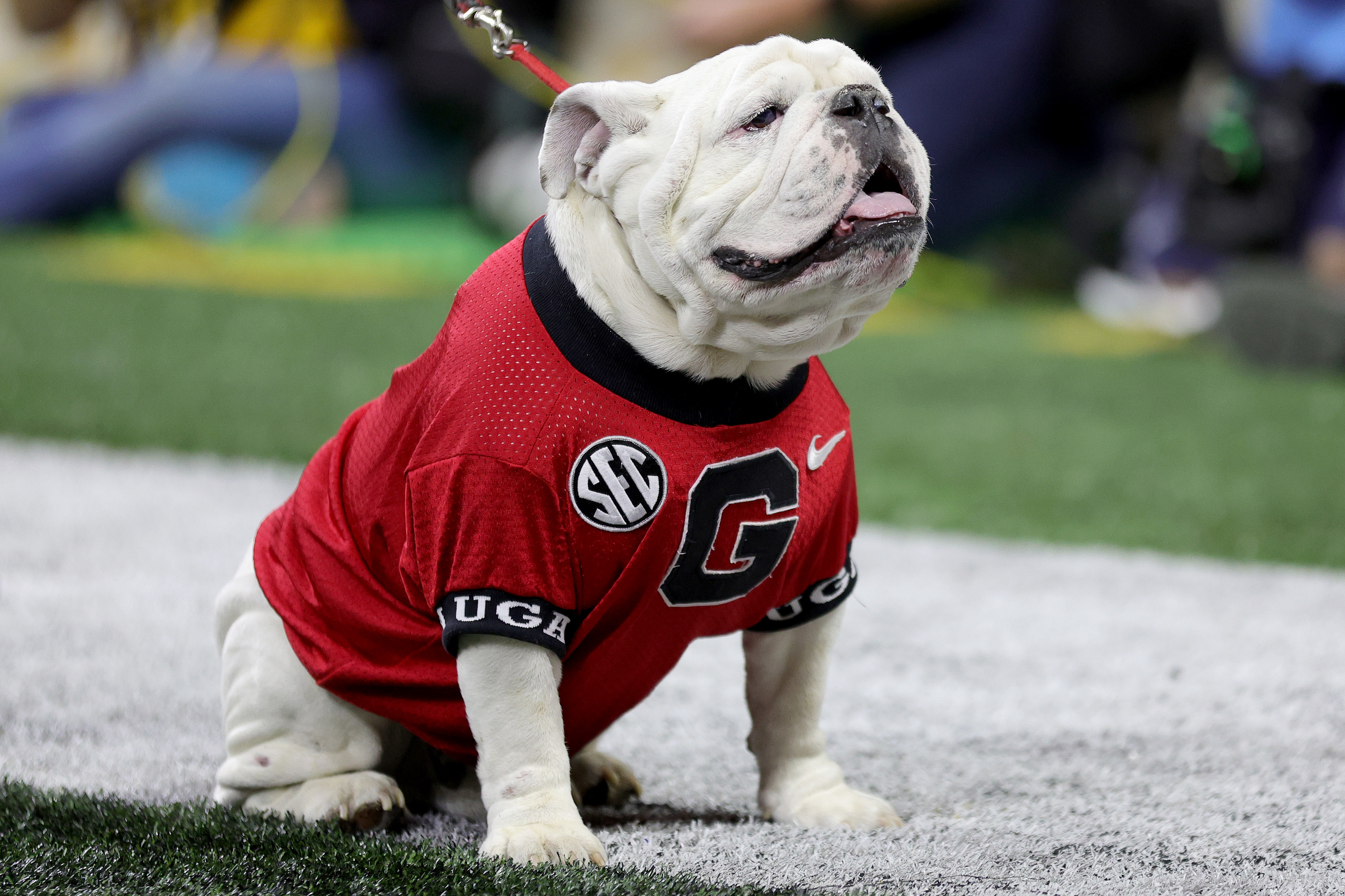 Official uga dog store jersey