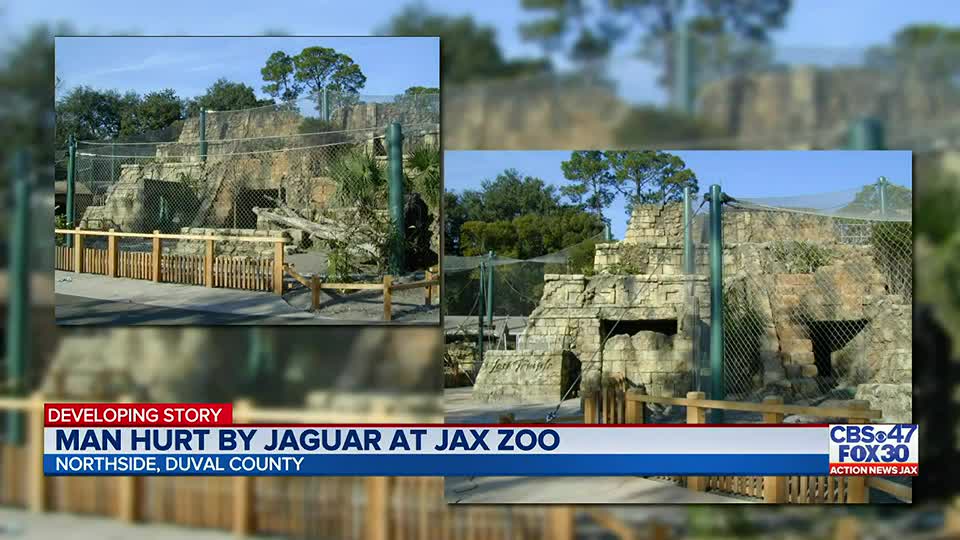 Jacksonville Zoo and Gardens catches another case of Jaguar fever