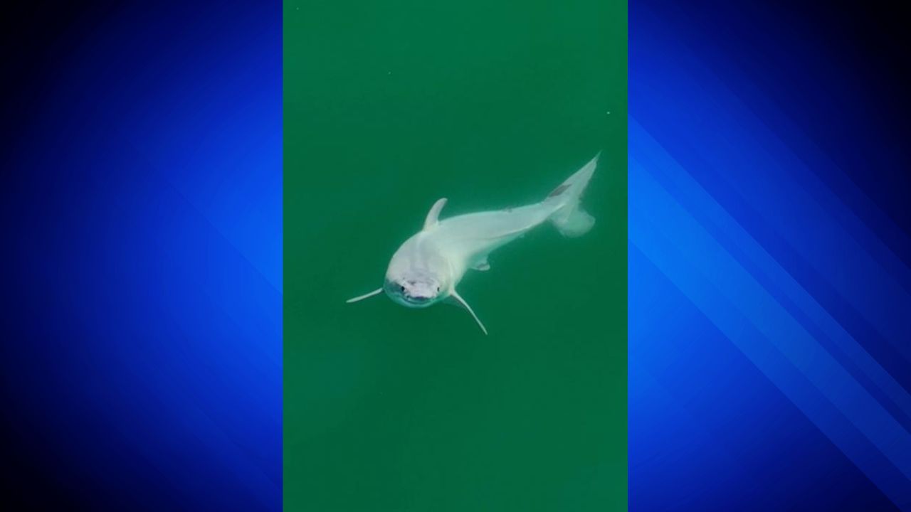 First-ever sighting of a live newborn great white, UCR News