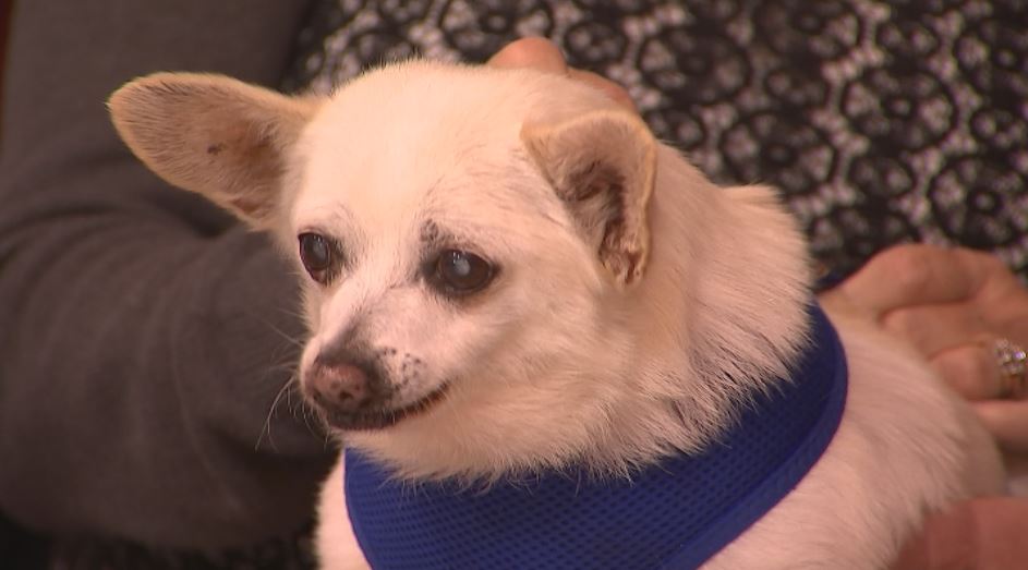 Meet the 23-year-old chihuahua who was named the world's oldest dog - ABC  News