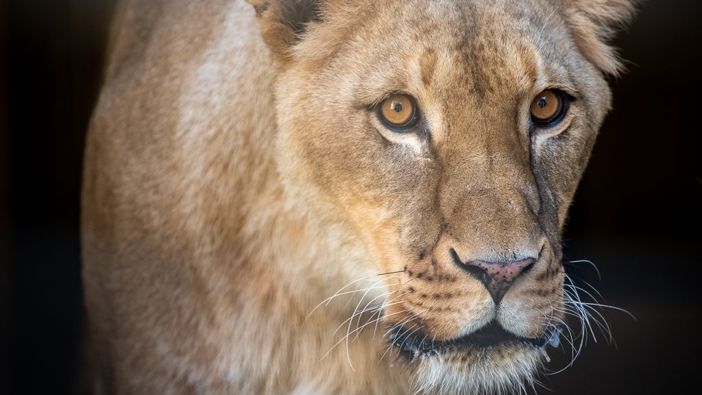 Potawatomi Zoo welcomes new pride of African lions