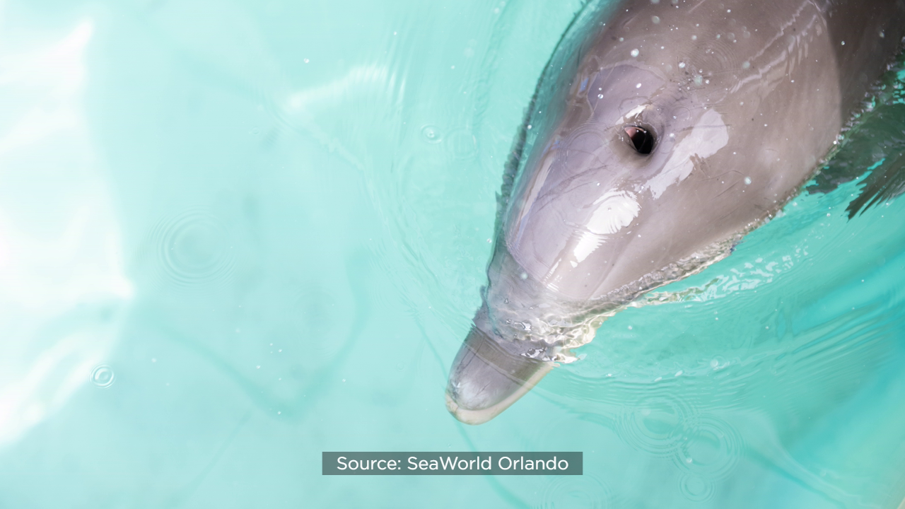 Dolphin caught in crap trap now recovering at SeaWorld Orlando 