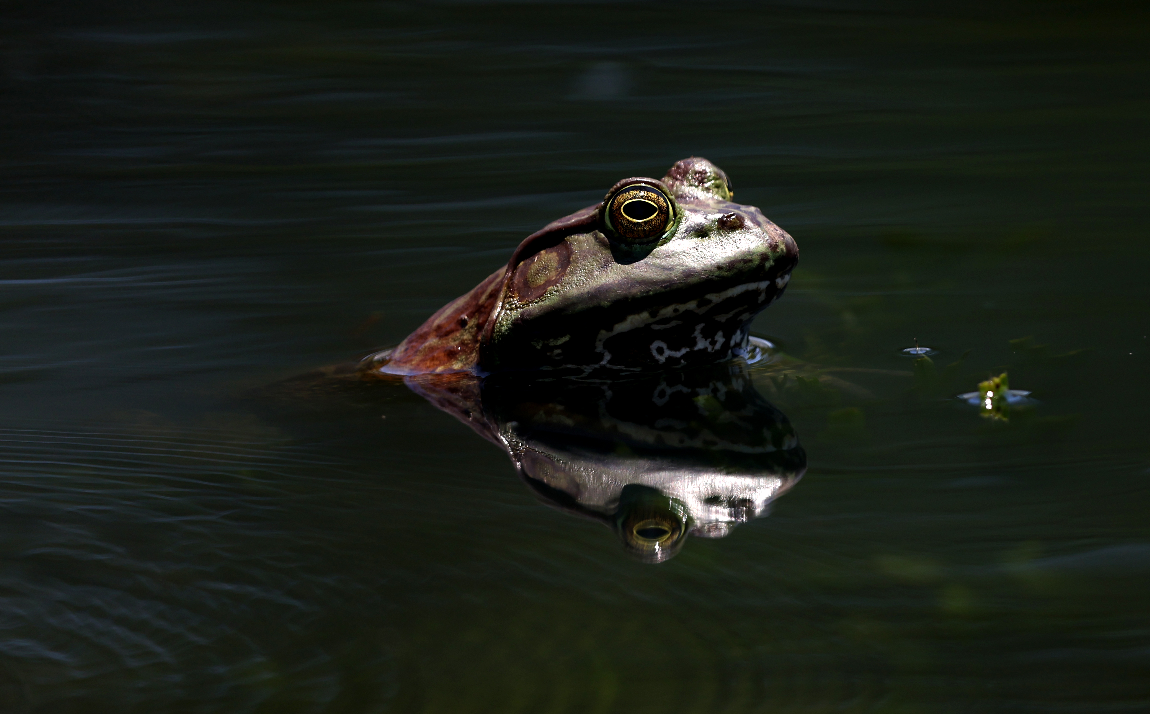 PlayStation - missouri-frog $_57.JPG?set_id=880000500F
