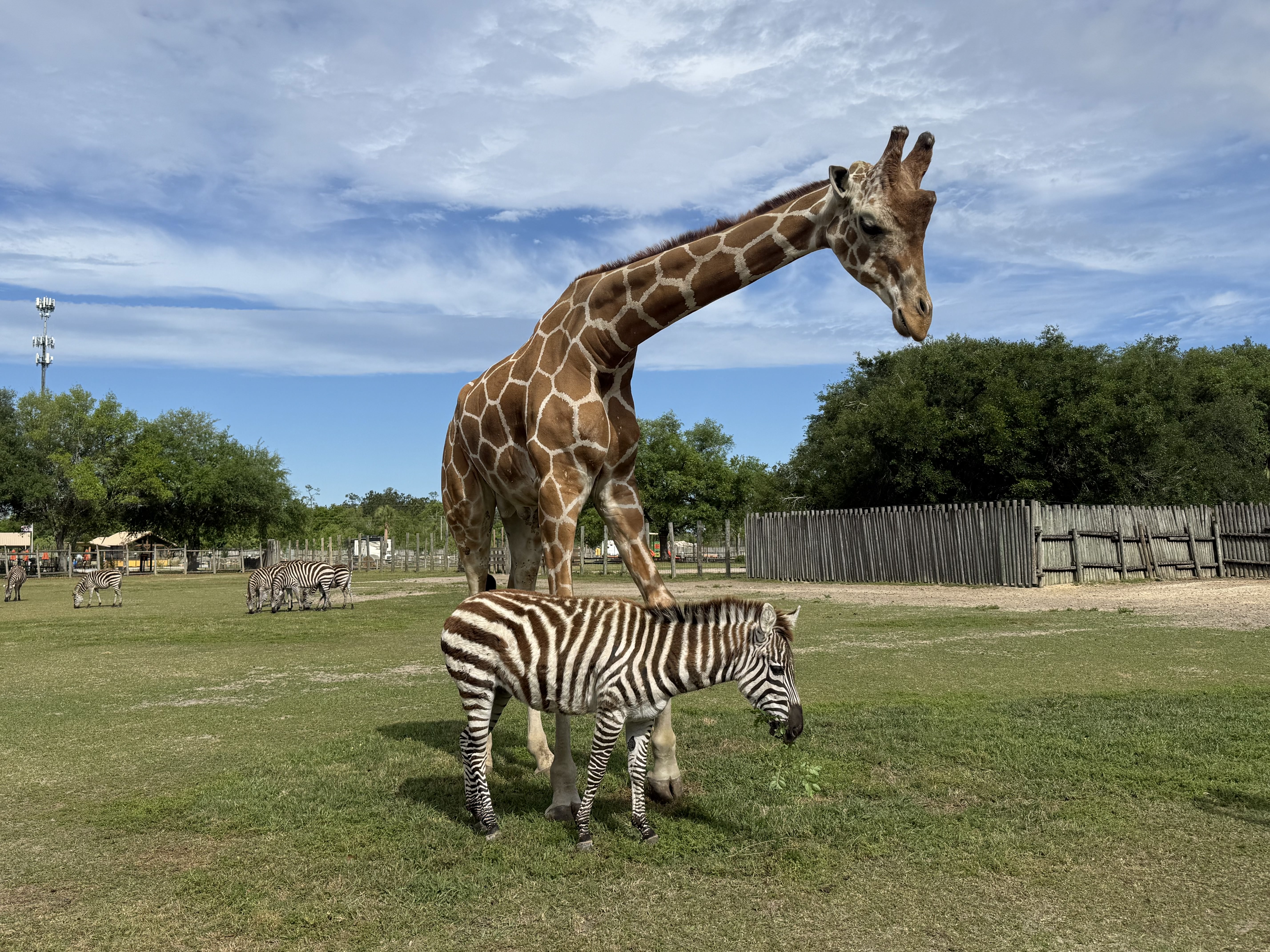 Giraffe, zebra form unusual bond at Georgia theme park – WSB-TV