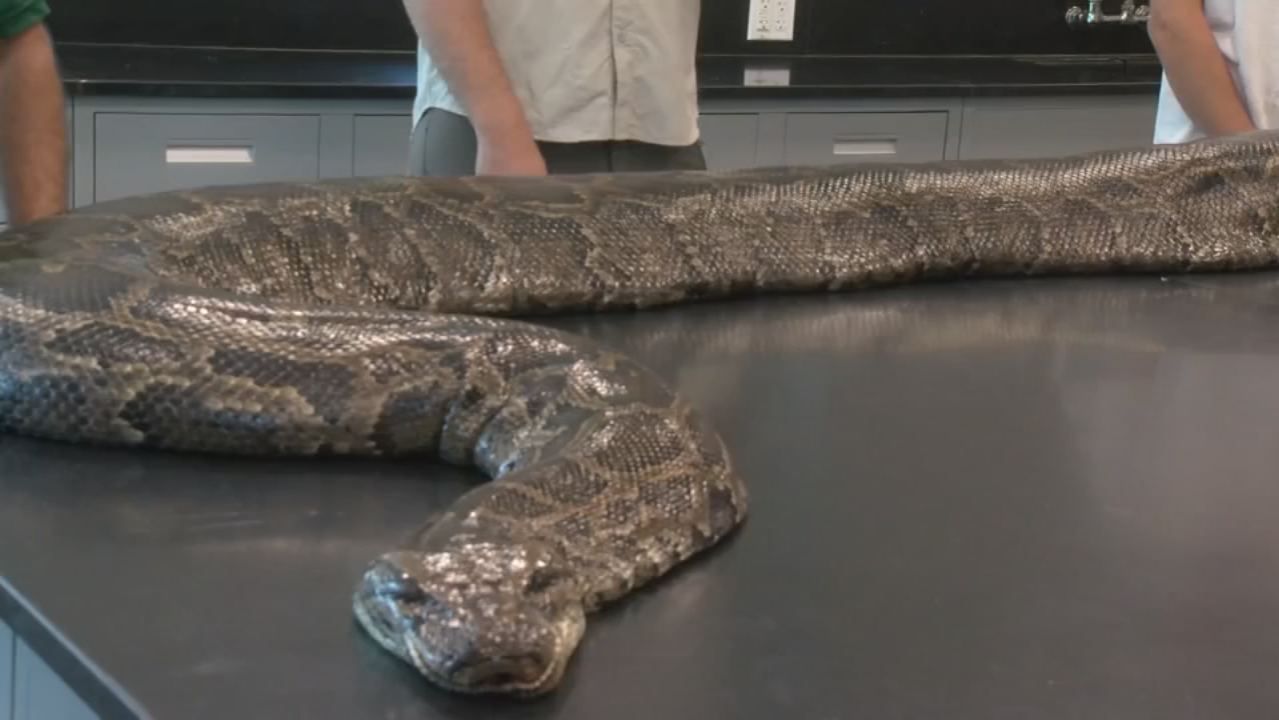 Florida team hauls in 18-foot, 215-pound Burmese python – WFTV