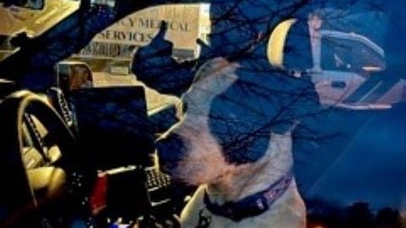 Dog leads off-duty officer to missing 78-year-old New...