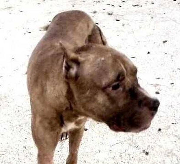 Key Largo dog beater gets maximum sentence for animal cruelty WDBO