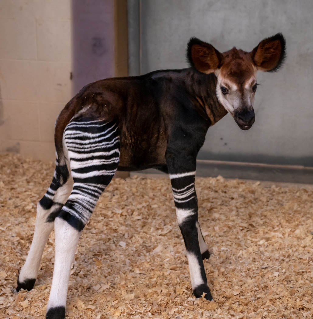 Public can see Oklahoma City Zoo's endangered tiger cubs, Luna and Bob