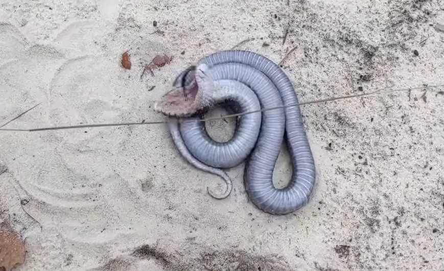 Bizarre Moment Snake Appears To Play Dead 