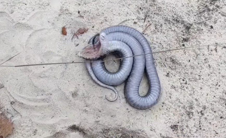 Watch a Snake Put On an Elaborate Death Performance